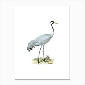 Aaczc Vintage Common Crane Bird Illustration On Pure White Canvas Print