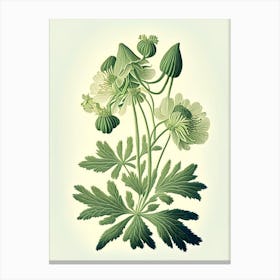 Thimbleweed Wildflower Vintage Botanical 1 Canvas Print