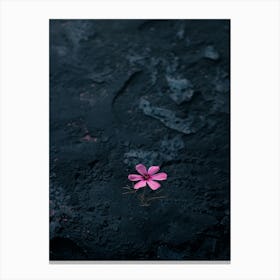 Pink Flower On A Black Background 3 Leinwandbilder