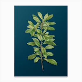 Vintage Firetree Branch Plant Botanical Art on Teal Blue n.0508 Canvas Print