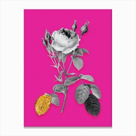 Vintage Double Moss Rose Black and White Gold Leaf Floral Art on Hot Pink n.0446 Canvas Print