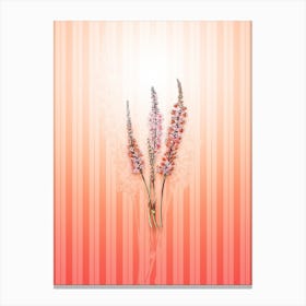 Polygonum Flower Vintage Botanical in Peach Fuzz Awning Stripes Pattern n.0231 Canvas Print