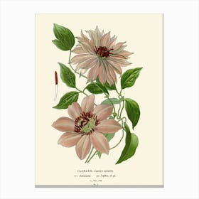 Clematis Canvas Print