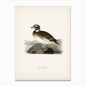 Long Tailed Duck, The Von Wright Brothers Canvas Print