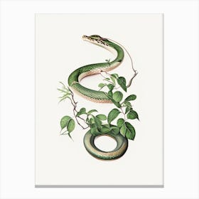 Vine Snake Vintage Canvas Print