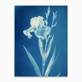 Iris VI Canvas Print