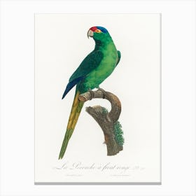 The Red Crowned Parakeet From Natural History Of Parrots, Francois Levaillant Canvas Print