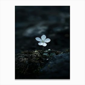 Small White Flower Canvas Print