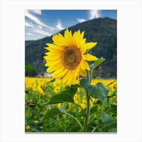 Sunflower In The Field 1 Canvas Print