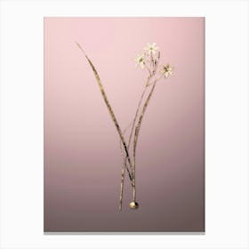Gold Botanical Ixia Longiflora on Rose Quartz n.0480 Canvas Print
