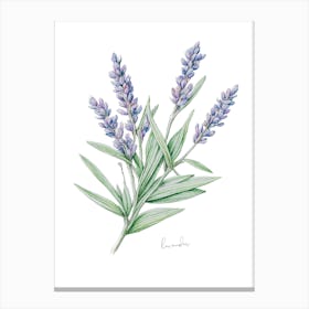 Lavender Herb Sprig - Botanical Wall Print Set | Floral Collection Canvas Print