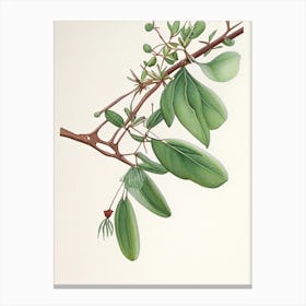 Mistletoe Herb Pencil Colour Canvas Print