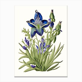 Prairie Gentian Wildflower Vintage Botanical Canvas Print