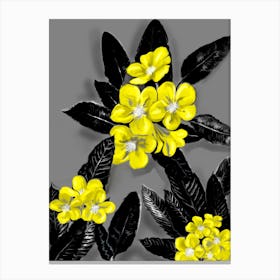 Flower Plumeria Canvas Print