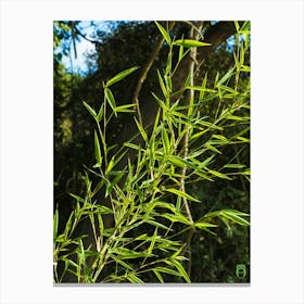 Bamboo 20210703 294ppub Canvas Print