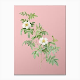 Vintage Musk Rose Botanical on Soft Pink n.0207 Canvas Print