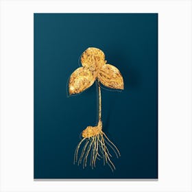 Vintage Tri Flower Botanical in Gold on Teal Blue Canvas Print