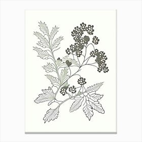 Hawthorn Herb William Morris Inspired Line Drawing 3 Canvas Print