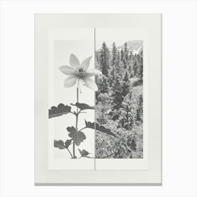 Columbine Flower Photo Collage 3 Canvas Print