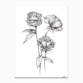 Black and White Peonies Canvas Print