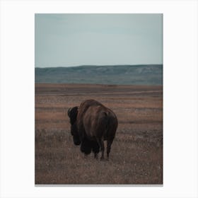 South Dakota Bison Canvas Print