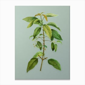 Vintage Chilean Wineberry Branch Botanical Art on Mint Green n.0819 Canvas Print