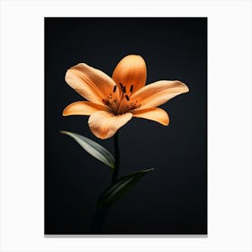 Orange Lily 7 Canvas Print