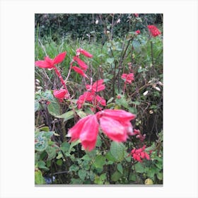 Floral Garden in Kodaikanal, India. Photograph 3 Canvas Print