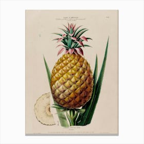 Pineapple Print Canvas Print