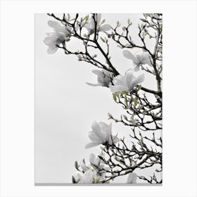 White Magnolia Happiness Canvas Print