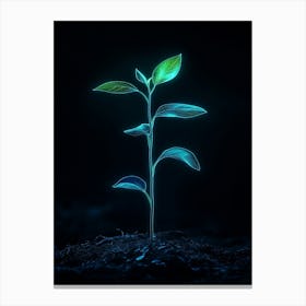 Plant Growing Out Of The Ground Canvas Print