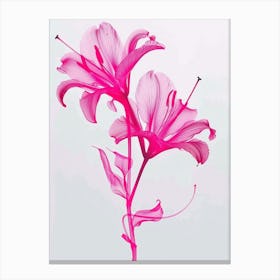 Hot Pink Lily 1 Canvas Print