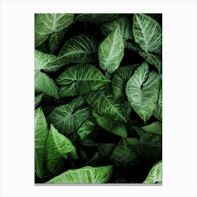 Green Leaves 3 Canvas Print