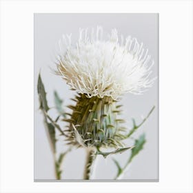 Thistle 6 Canvas Print