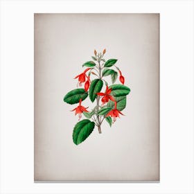 Vintage Standish's Fuchsia Flower Branch Botanical on Parchment n.0038 Canvas Print