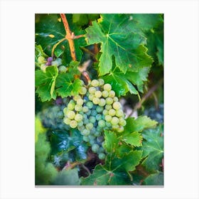 Grapes Of The Vine Canvas Print