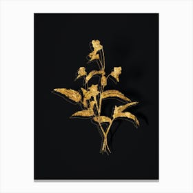 Vintage Blue Spiderwort Botanical in Gold on Black n.0107 Canvas Print