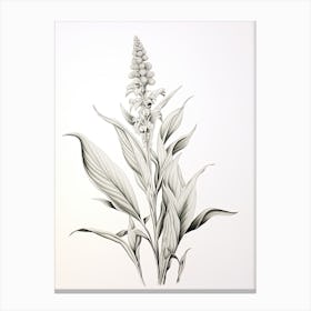 Ginger Vintage Botanical Herbs 0 Canvas Print