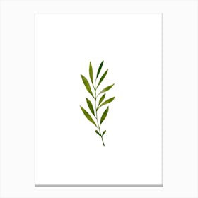 Green Watercolour Plant Canvas Print