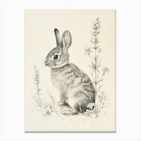 Britannia Petite Rabbit Drawing 1 Canvas Print