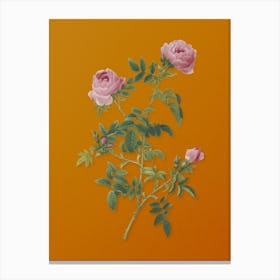 Vintage Rose of the Hedges Botanical on Sunset Orange n.0817 Canvas Print