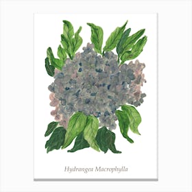 Hydrangea Macrophylla Canvas Print