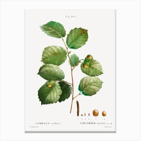 Hazelnut, Pierre Joseph Redoute 2 Canvas Print