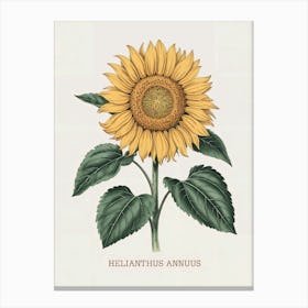 Helianthus Annuus Botanical Illustration - Sunflower Art Print
A beautiful botanical illustration of the Helianthus Annuus, or sunflower, featuring bright yellow petals and lush green leaves. This piece brings warmth and natural charm to any setting.
Perfect for a kitchen, dining area, or sunny living space, adding a cheerful and inviting touch. Canvas Print