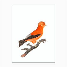 Vintage Andean Cock Of The Rock Bird Illustration on Pure White Canvas Print