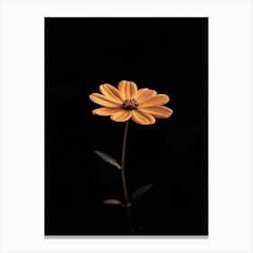 Single Orange Flower On Black Background 13 Canvas Print