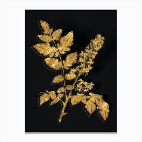 Vintage Golden Rain Tree Botanical in Gold on Black n.0167 Canvas Print