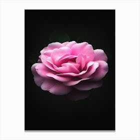 Pink Rose On Black Background 7 Canvas Print