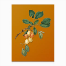 Vintage Cherry Botanical on Sunset Orange n.0579 Canvas Print