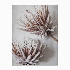 Dried King Protea Flowers Canvas Print